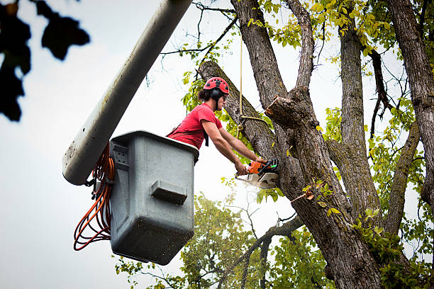 Firthcliffe, NY  Tree Services Company